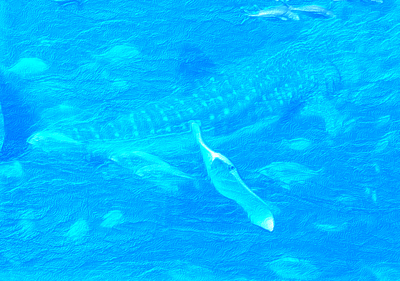 Rob Kajiwara - Manta Ray and Whale Shark - Art of Okinawa / Asia